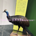 鳥展ヒクイドリ