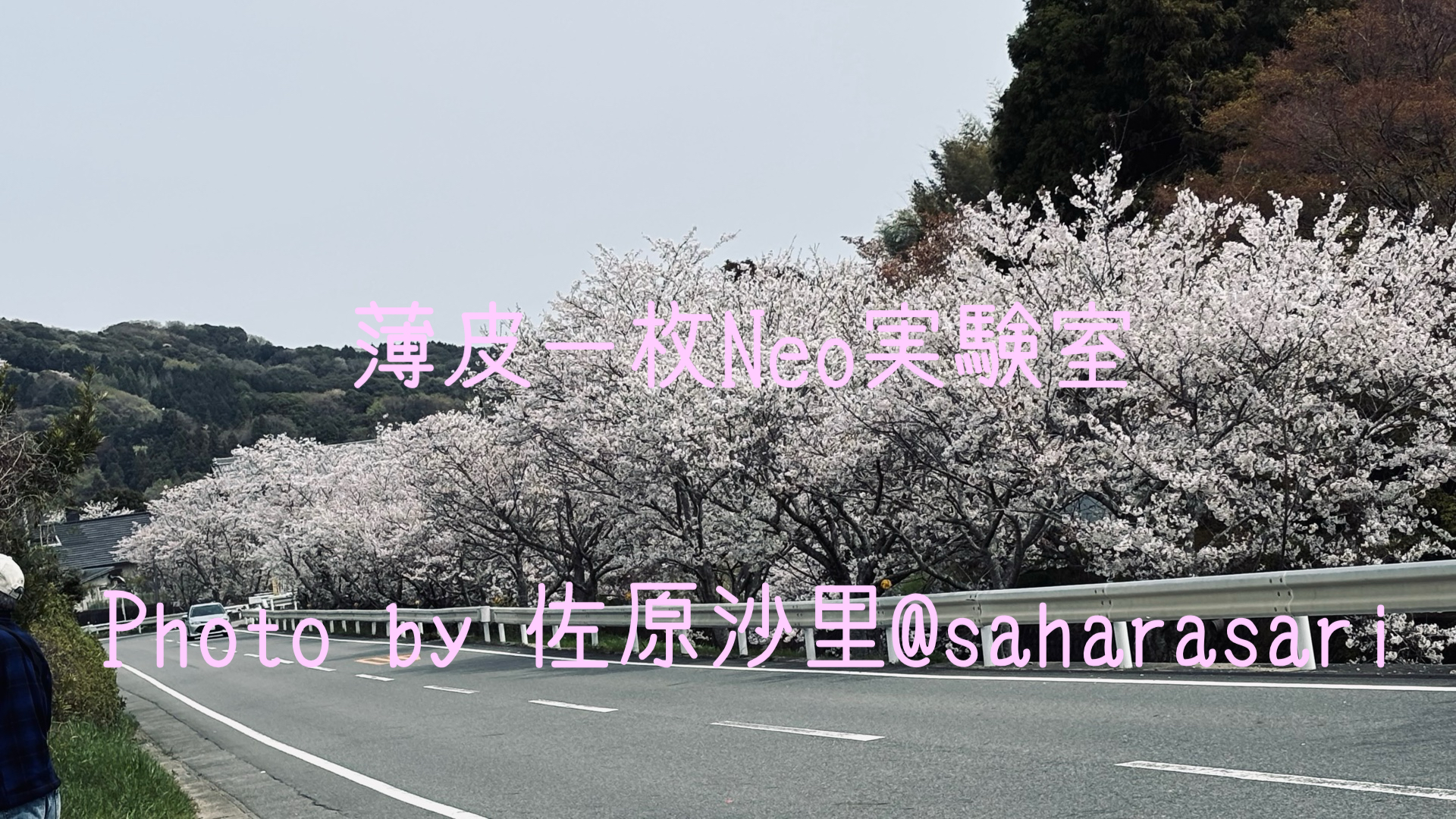 桜2025桐山
